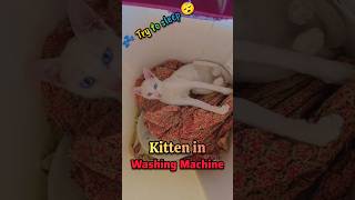 ✨ Kitten Sleeping in Washing Machine like Doraemon In Almera cat kitten patover shorts [upl. by Eocsor]