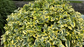 Prune 2 of 2 For 2024 Golden Euonymus 4K  September 17 [upl. by Cumine]