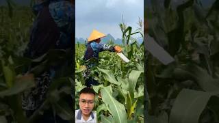 Special corn care and harvesting sonlv [upl. by Aihsekin]