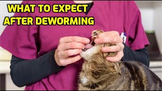 How Long After Deworming Will My Cat Feel Better [upl. by Barny392]