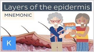 Layers of the epidermis mnemonic  Human Anatomy  Kenhub [upl. by Claire]