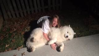 Stubborn SamoyedTrying to get Cody in from the cold at bedtime [upl. by Africah]