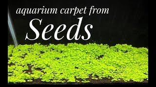 How to Grow Aquarium Carpet from Seeds Glossostigma [upl. by Nywloc]