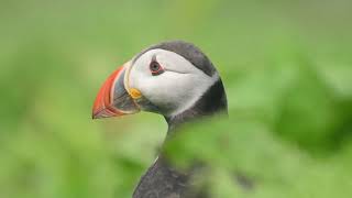 Puffins Farne Islands Engeland [upl. by Jaye]