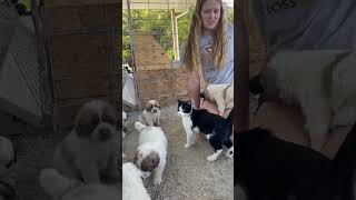 Puppies LivestockGuardian karakachan [upl. by Atneuqal145]