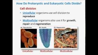 The Cell Cycle [upl. by Atekal]