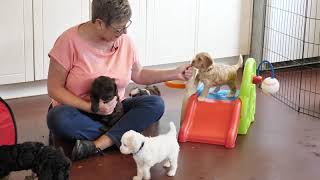 Watch 16 labradoodle puppies play together on You Tube video [upl. by Spear]