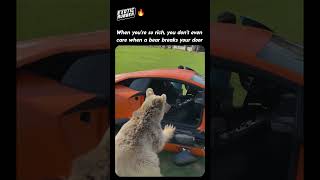 When a Bear Breaks your Lamborghini Door [upl. by Gavrah]