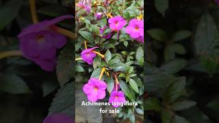 Achimenes longiflora for salecontact 8848548939 achimenes flowers shorts garden plants online [upl. by Arria]