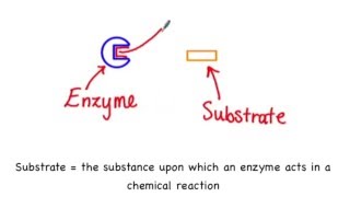 25 Enzymesubstrate specificity [upl. by Naahs339]