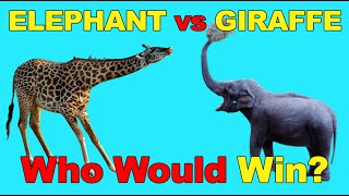 ELEPHANT vs GIRAFFE Compare  Who Would Win In Animal Fight [upl. by Stenger]