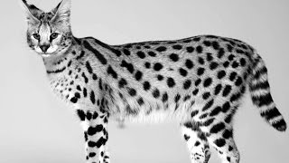 Gato Savannah [upl. by Somar]