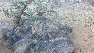 Tracking and Finding Javelina in the Desert [upl. by Nickolas]