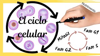 El CICLO CELULAR Paso a Paso [upl. by Abil]