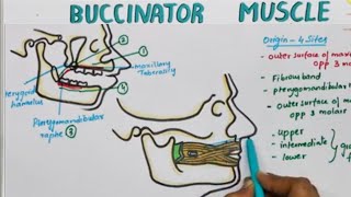 Buccinator Muscle Origin Insertion Nerve Supply  Actions [upl. by Aronel]