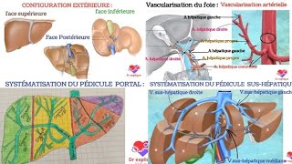 Anatomie du foie 👌 [upl. by Enymzaj]