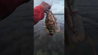 Tripletail Wrasse quotIposiposquot shorts fishing ultralightfishing [upl. by Gibe]