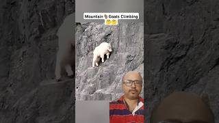 Mountain🐐Goats Climbing  mountains animals goat amazingfacts [upl. by Haywood332]