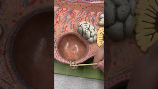 Anatomy of the Ovary amp Ovarian Follicles [upl. by Mcgray862]