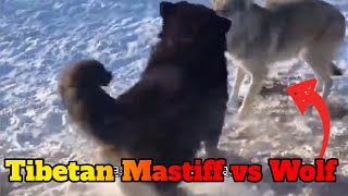 Tibetan Mastiffs attack a lone wolf [upl. by Enohpesrep]