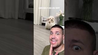 Subscribe for happy puppy ❤️ shortvideo funny puppy viral comedy [upl. by Ahsoem]