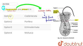 Choanocytes are present in  12  ANIMALIA I LOWER INVERTEBRATES  BIOLOGY  ARIHANT NEET [upl. by Nabal295]