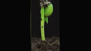 🔴Seed Germination అవ్వట్లేదా shorts seedgermination gardening tips soilmix [upl. by Alberta581]