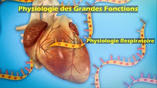 Physiologie respiratoire S5 partie 8  Physiologie des grandes fonctions  Pr Z Chraïbi [upl. by Carny]