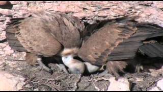 Buitre leonado gyps fulvus 169 [upl. by Thibaud]