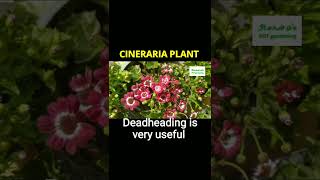 Cineraria plant care Fertilizer amp Deadheading in Cineraria shorts cineraria floweringplants [upl. by Hadden]