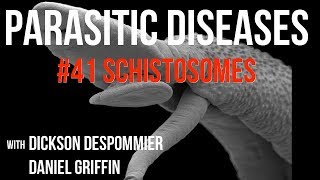 Parasitic Diseases Lectures 41 Schistosomes [upl. by Naihtniroc]