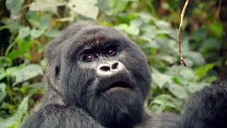 Exploring Bwindi Impenetrable One Family [upl. by Asenad]