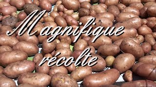 MAGNIFIQUE RECOLTE DE POMMES DE TERRE [upl. by Buckie]