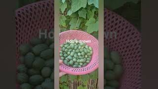 Cucamelon plant homegrown  Hanh Nguyen [upl. by Engeddi]