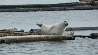 Gewone zeehond  Common Seal [upl. by Auguste948]