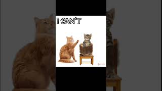 cat animation gatos fyp shorts edit [upl. by Noevad]