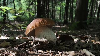 Steinpilze sammeln 2024  Das beste Jahr seit Langem 🍄 [upl. by Pazit]