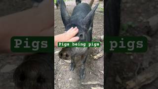 The babies aren’t babies pigs mangalitsa piglets summer pasturedpork newyork subscribe [upl. by Tomkiel669]