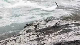 Jumping Blenny Fish in Galle ගාල්ල  Sri Lanka [upl. by Runkel]