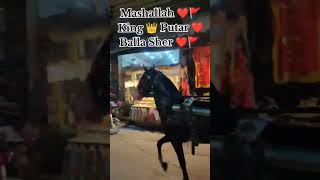 Balla Sher and Dil Lagi ❤️🚩 horseenthusiast sindhihorse automobile horsefan sindhihorselovers [upl. by Delly822]