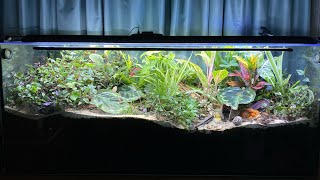 HUGE MULTISPECIES VIVARIUM UPDATE  Myrmica Ruginodis  Update 17 [upl. by Aicenat]