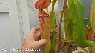 Species Spotlight Nepenthes khasiana [upl. by Ahcim439]