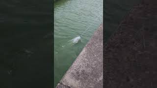 Catching Mullet for Bait in Local Houston Bayou [upl. by Lrae]