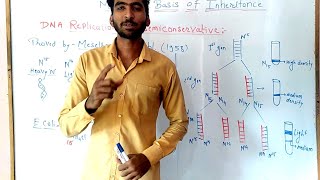 Meselson and stahl experiment  Molecular basis of inheritance part 4 [upl. by Sine]