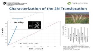 The 10 wheat genome project Towards a Pangenome of wheat [upl. by Dyanne]