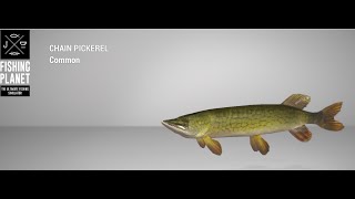 Fishing Planet  Mudwater River  Chain Pickerel  Spin [upl. by Sirmons]