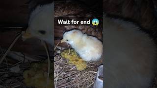 Aseel Chicks Transformation shorts youtubeshorts viralvideo aseel [upl. by Evelinn]