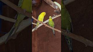 Happy Budgies in Their New Aviary Setup 🐦  Relaxing Bird Sounds amp Playful Moments [upl. by Nalyt]