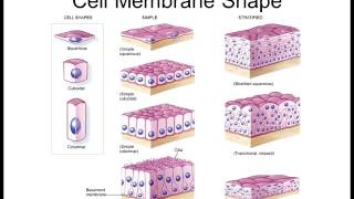 Biology 1010 Lecture 6 Cell Biology [upl. by Ymereg]