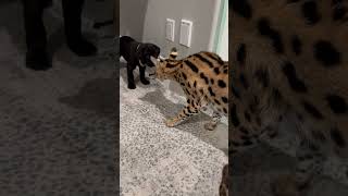 Servals meet Cane Corso Puppy shortsviral canecorso canecorsopuppies servalcats servals love [upl. by Rocker]